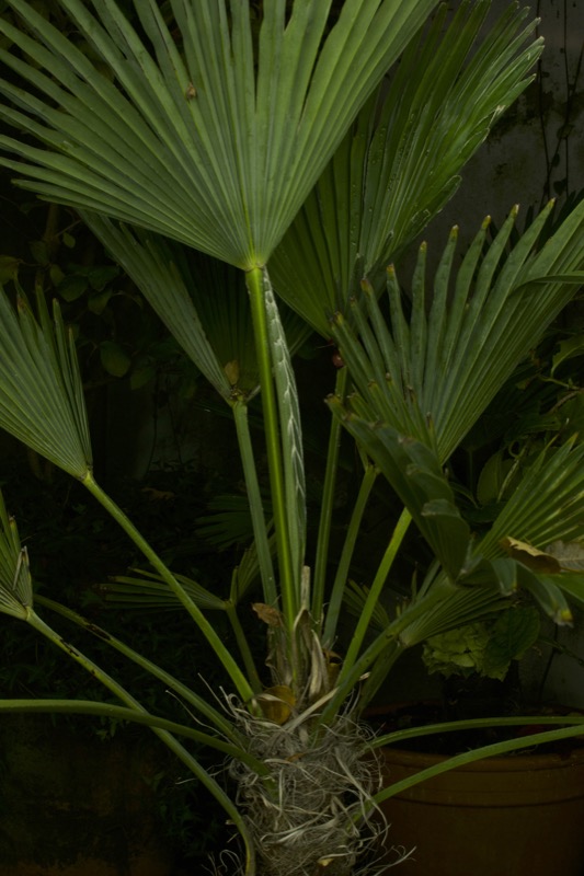 November, 36" x 24", 2016, chromogenic print